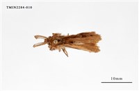 藏品(腎毒蛾)的圖片